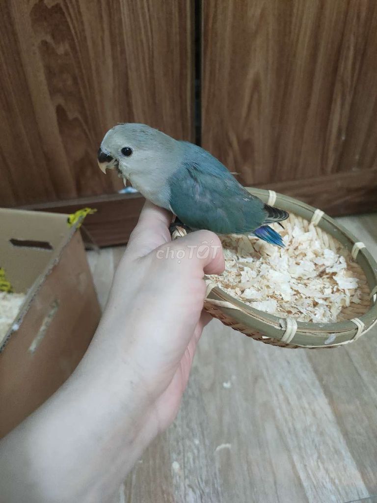 Vẹt cảnh Xanh blue. Mua bán Chim tại Quận Hai Bà Trưng Hà Nội được đăng bởi Shop chim cảnh hình 1