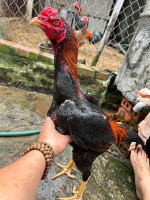 tía 27. Mua bán Gà tại Huyện Thanh Trì Hà Nội được đăng bởi  gà chọi  giống 