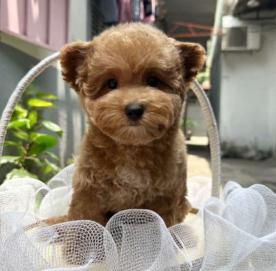 Chó poodle tai bướm nâu đỏ thuần chủng 100%. Mua bán Chó tại Quận Gò Vấp Tp Hồ Chí Minh được đăng bởi Phát Đạt 