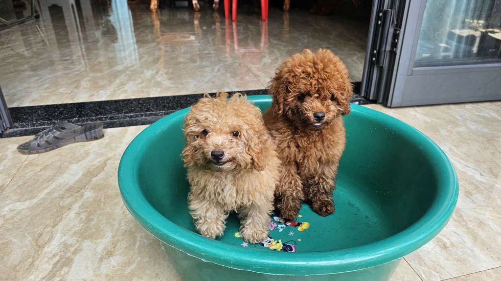 Chó Poodle Nâu 4 tháng đã tiêm phòng. Mua bán Chó tại Huyện Trảng Bom Đồng Nai được đăng bởi Nguyễn Khắc Hải hình 1
