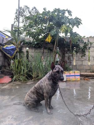 chó phú quốc lai becgie, đực, 26 kí. Mua bán Chó tại Quận Ngũ Hành Sơn Đà Nẵng được đăng bởi Nguyễn Hải