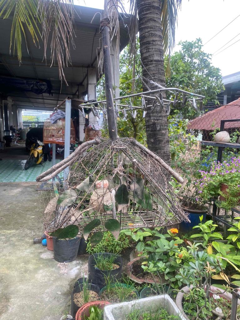 Lồng chim giao lưu chào mào bỗi. Mua bán Phụ kiện, Thức ăn, Dịch vụ tại Huyện Gò Dầu Tây Ninh được đăng bởi trí dul  hình 1