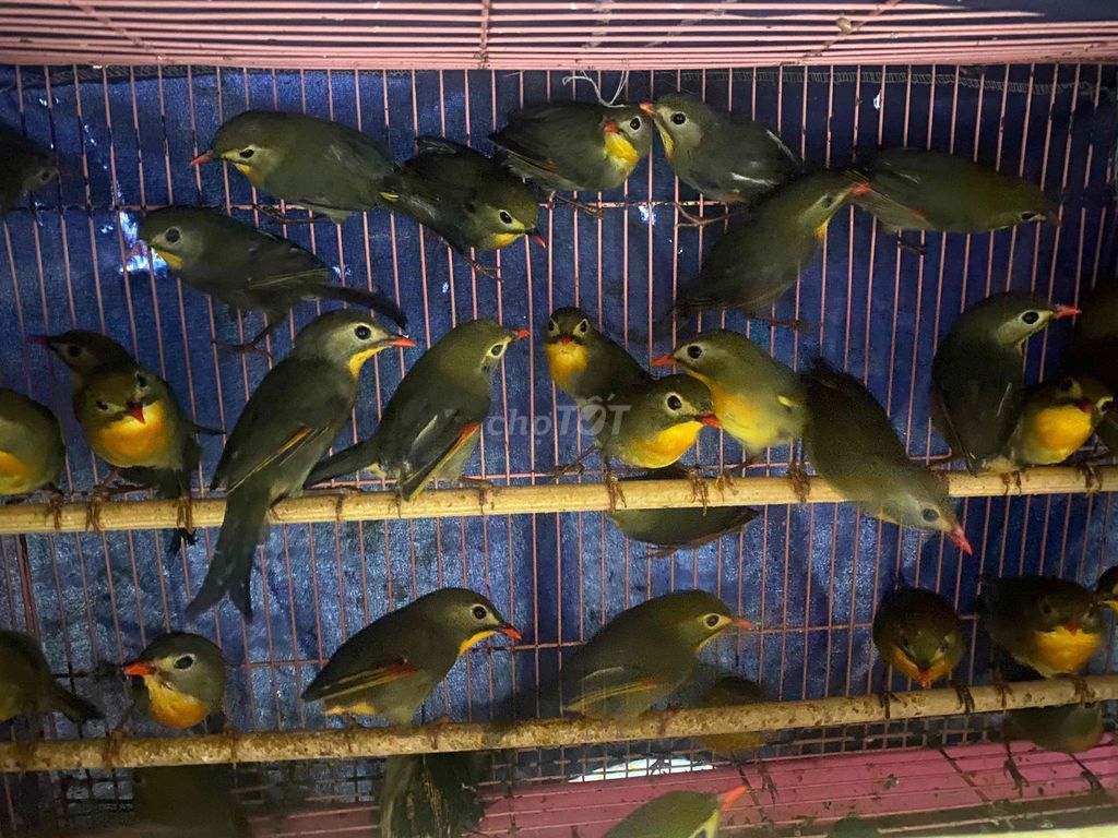 Chim Quế Lâm trống mái khỏe mạnh. Mua bán Chim tại Quận 12 Tp Hồ Chí Minh được đăng bởi đinh tuân hình 1