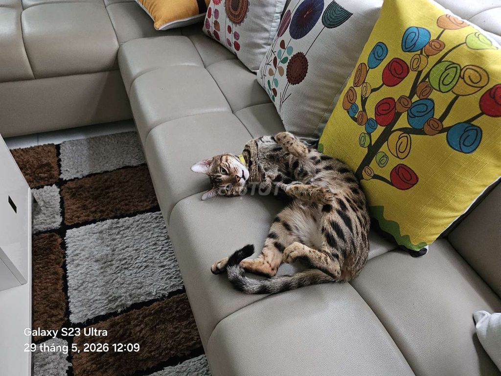 Bán mèo Bengal. Mua bán Mèo tại Quận 7 Tp Hồ Chí Minh được đăng bởi Ngô quốc Thới hình 1