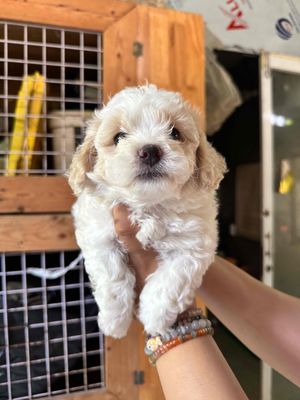 Chó Poodle*Bichon form đẹp lông dày