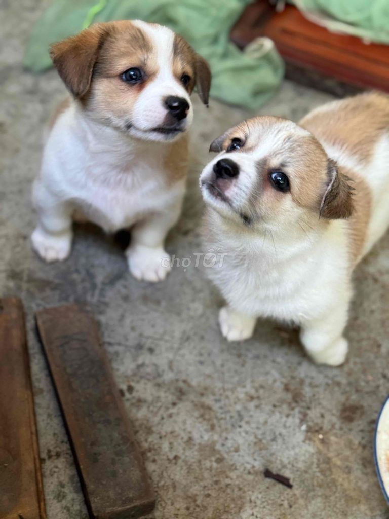 Chó Corgi lai Nhật Nâu trắng. Mua bán Chó tại Thành phố Buôn Ma Thuột Đắk Lắk được đăng bởi Huyền chip hình 1