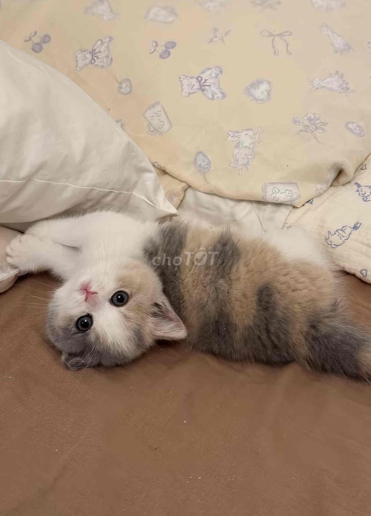 Mèo tam thể đã tiêm ngừa sổ giun. Mua bán Mèo tại Quận 1 Tp Hồ Chí Minh được đăng bởi Như Ý hình 1