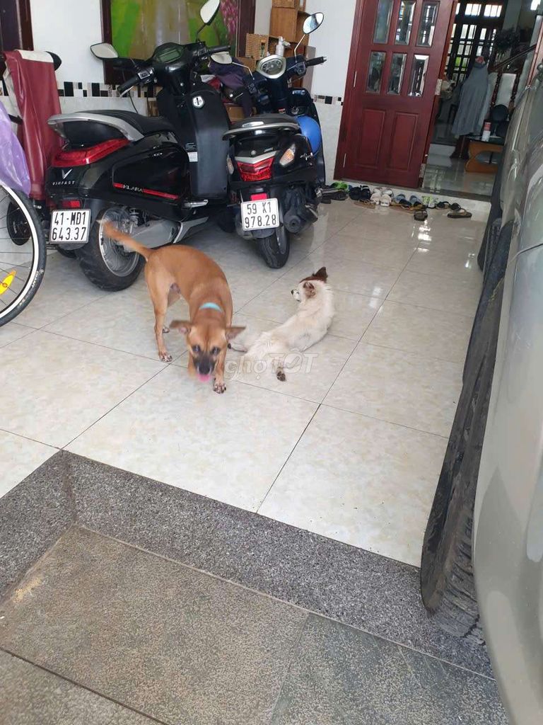 Xe điện Vinfat. Mua bán Xe điện tại Thành phố Thủ Đức Tp Hồ Chí Minh được đăng bởi Huỳnh Như hình 4