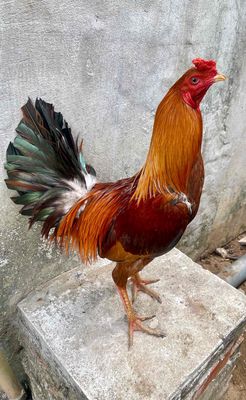 khét 2k5.50 tay khá  còn lên nhiều   gà zin. Mua bán Gà tại Quận Ô Môn Cần Thơ được đăng bởi Quỳnh kiều