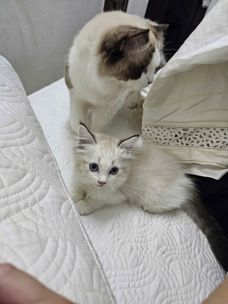 Mèo Ragdoll con màu trắng. Mua bán Mèo tại Quận Thanh Xuân Hà Nội được đăng bởi Lê Hoàng Đại hình 1