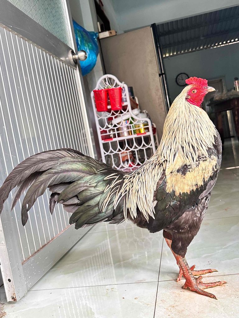 Chuối đen 3ki tay giữ ae cần liên hệ. Mua bán Gà tại Huyện Cai Lậy Tiền Giang được đăng bởi gà đá Tiền Giang hình 1