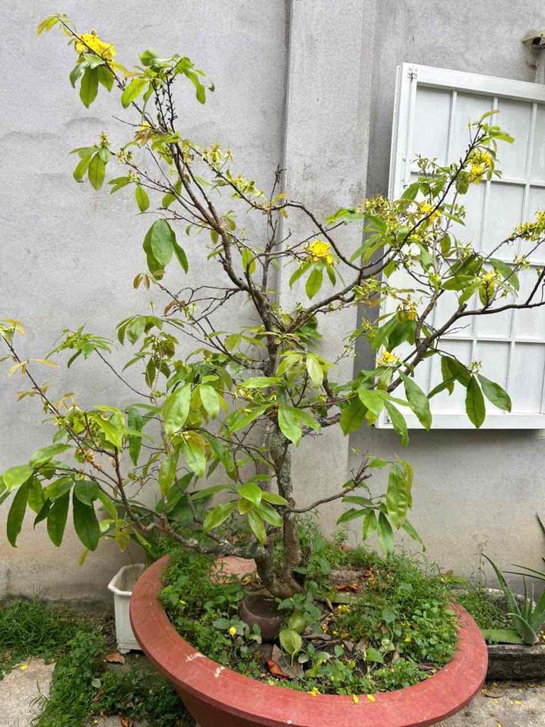 Cây cảnh Mai Vàng. Mua bán Cây cảnh, đồ trang trí tại Thị xã Phú Mỹ Bà Rịa - Vũng Tàu được đăng bởi pham hoang tuan hình 1