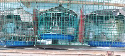 Cu gáy 3 con 1triêu. Mua bán Chim tại Huyện Hóc Môn Tp Hồ Chí Minh được đăng bởi hùng phạm