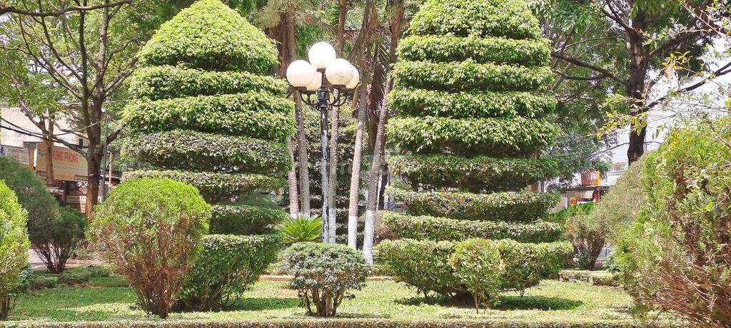 Dịch vụ cắt tỉa cây cảnh hoa, cây cảnh. Mua bán Cây cảnh, đồ trang trí tại Thành phố Buôn Ma Thuột Đắk Lắk được đăng bởi TỨ hình 1