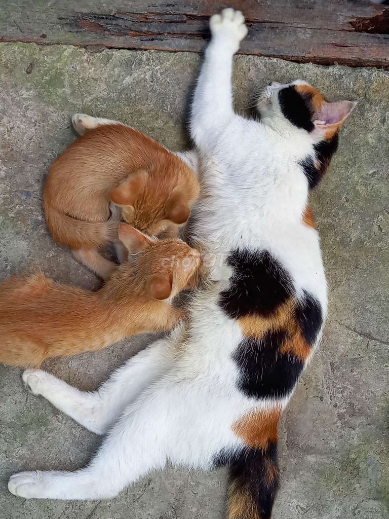 Mèo con. Mua bán Mèo tại Quận Cái Răng Cần Thơ được đăng bởi Lý phú vinh hình 1