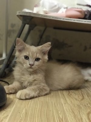 Mèo ALD, Gold, Đực, 2.5 tháng tuổi tại Hà Nội