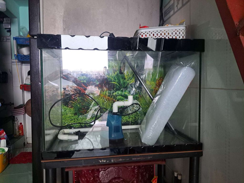 Bể cá cảnh Kính Trong suốt. Mua bán Phụ kiện, Thức ăn, Dịch vụ tại Thành phố Thuận An Bình Dương được đăng bởi tống trần phước hình 1