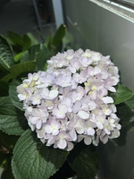 Nguyễn Hoàng Bảo 