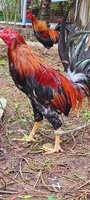 hautong
