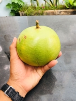 MG