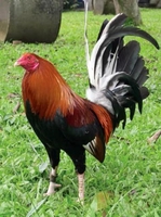 Đạt Cần Giờ