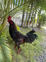 Tú