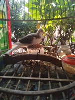 Tuấn Hưng