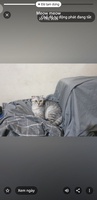 Vũ 