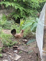T A Q A