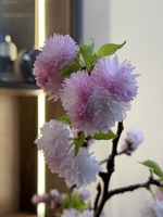 nguyễn quốc điệp