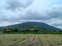Tấn