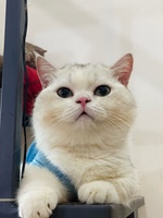 Cho thuê nhà mặt phố SG