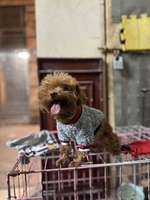 Nguyễn diệu linh