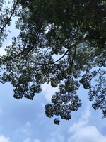 Nhật Trường