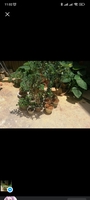 Caladium