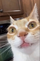 Phúc