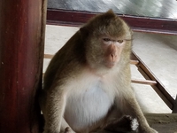 Ta quốc khai