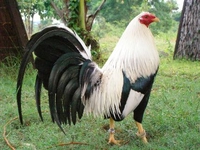 bôn gà thái mỹ 