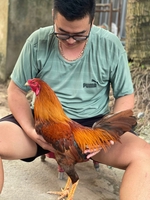 Nguyễn thành luân