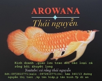 Thái Nguyễn