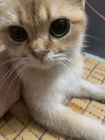 Mimi