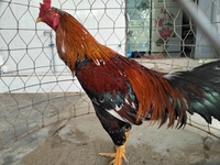 Thanh Lê trại gà mini
