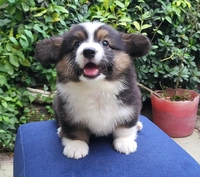 Thú Cưng Thái Bình
