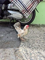 Nguyễn Huỳnh Trung Thanh