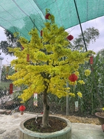 Thanh Sơn