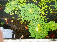 hò văn tèn