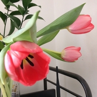 Nguyễn Thị Thu Hường