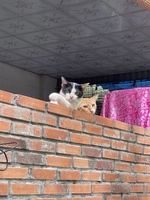 Tuấn