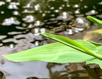 A Bắc