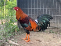 Cái Răng Game Farm